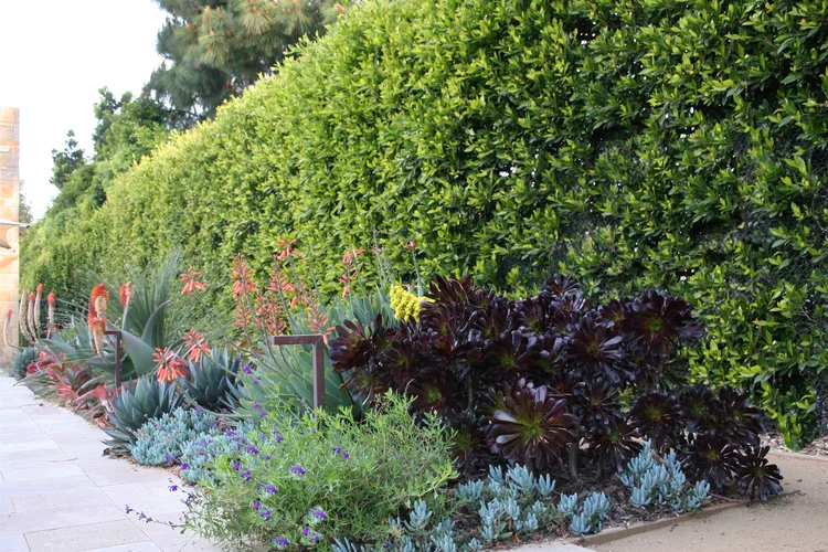 Santa Monica Canyon — Campion Walker