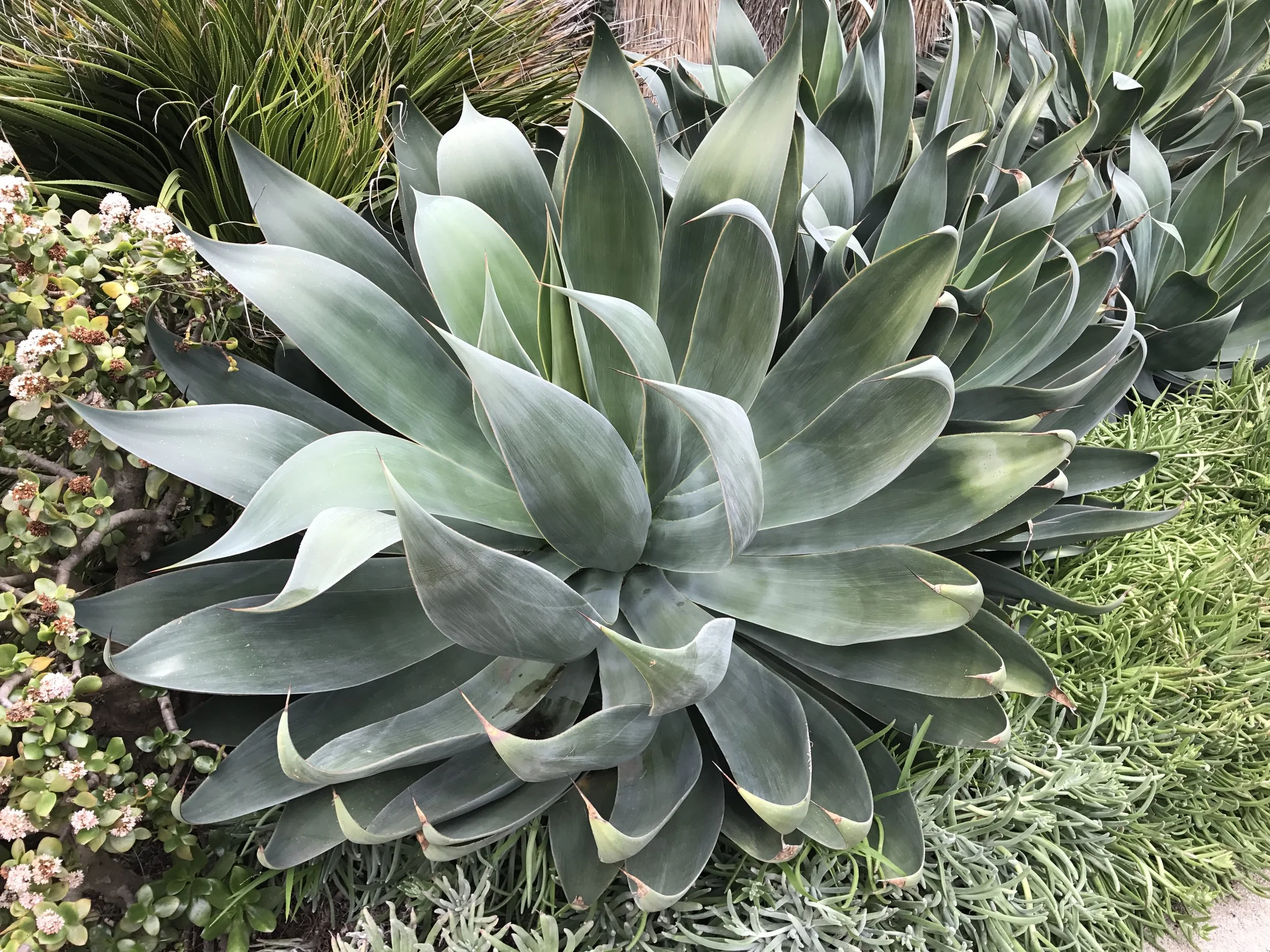 Agave  Campion Walker
