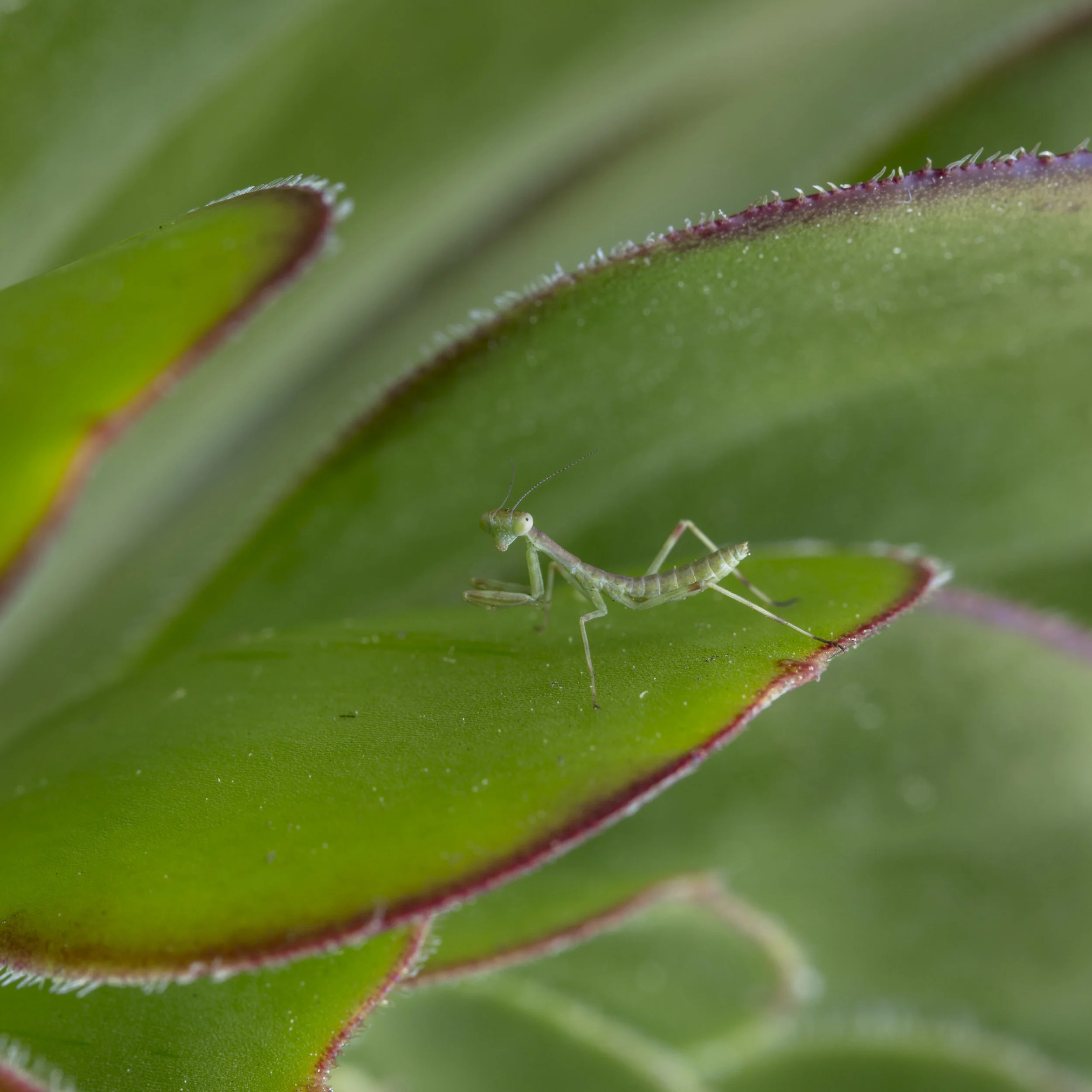 A beautiful Mantis Nymph in one of our gardens.