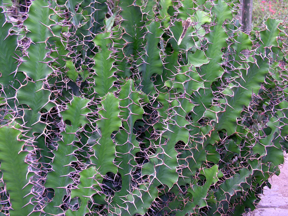 Euphorbia grandicornis 1.jpg