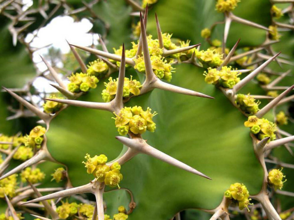 Euphorbia grandicornis 2.jpg