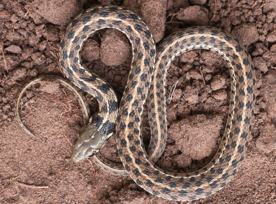 Snakes Breathe Deep They Are Good For Your Garden Campion