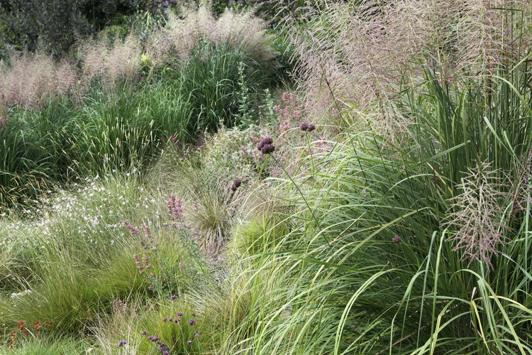 Soft grasses create a meadow to showcase soft breezes at our client’s Topanga Canyon home.