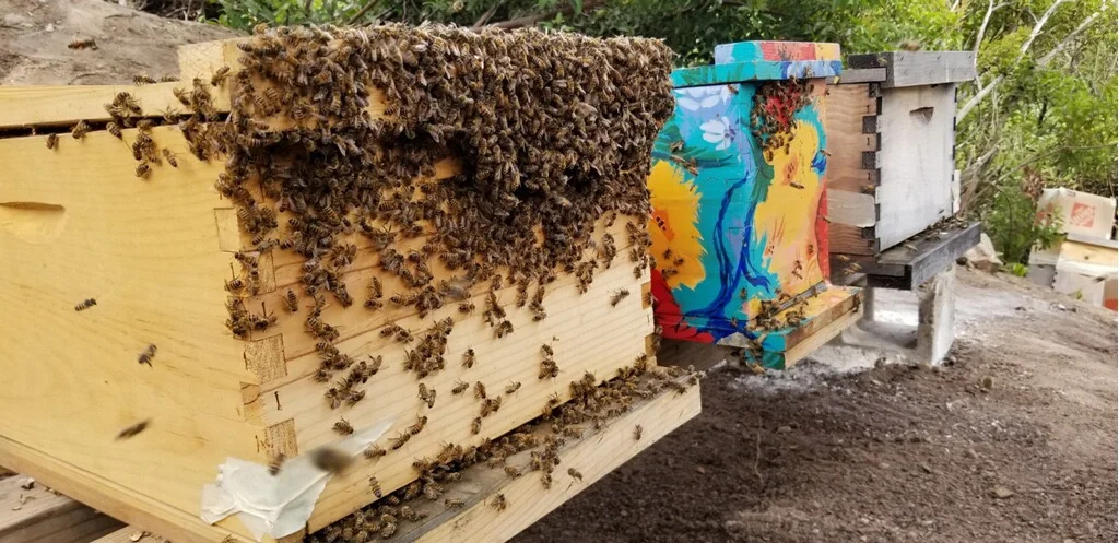 Campion Walker owner Nicholas Walker keeps several bee boxes himself and is always happy to talk to another bee-lover about his own challenges and triumphs