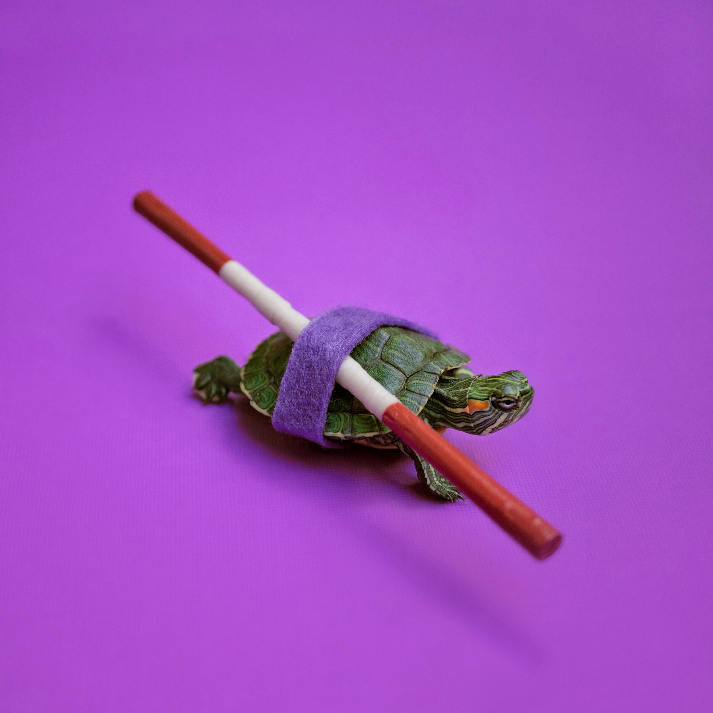 Donatello_1_Square.jpg