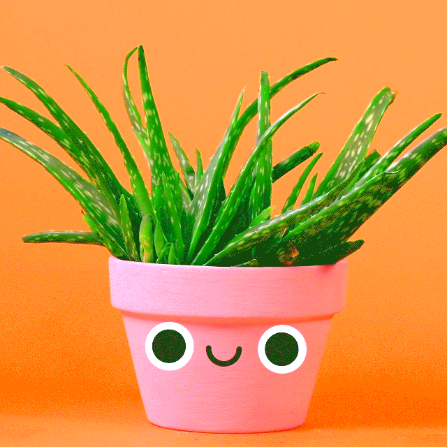 ALOE6.gif