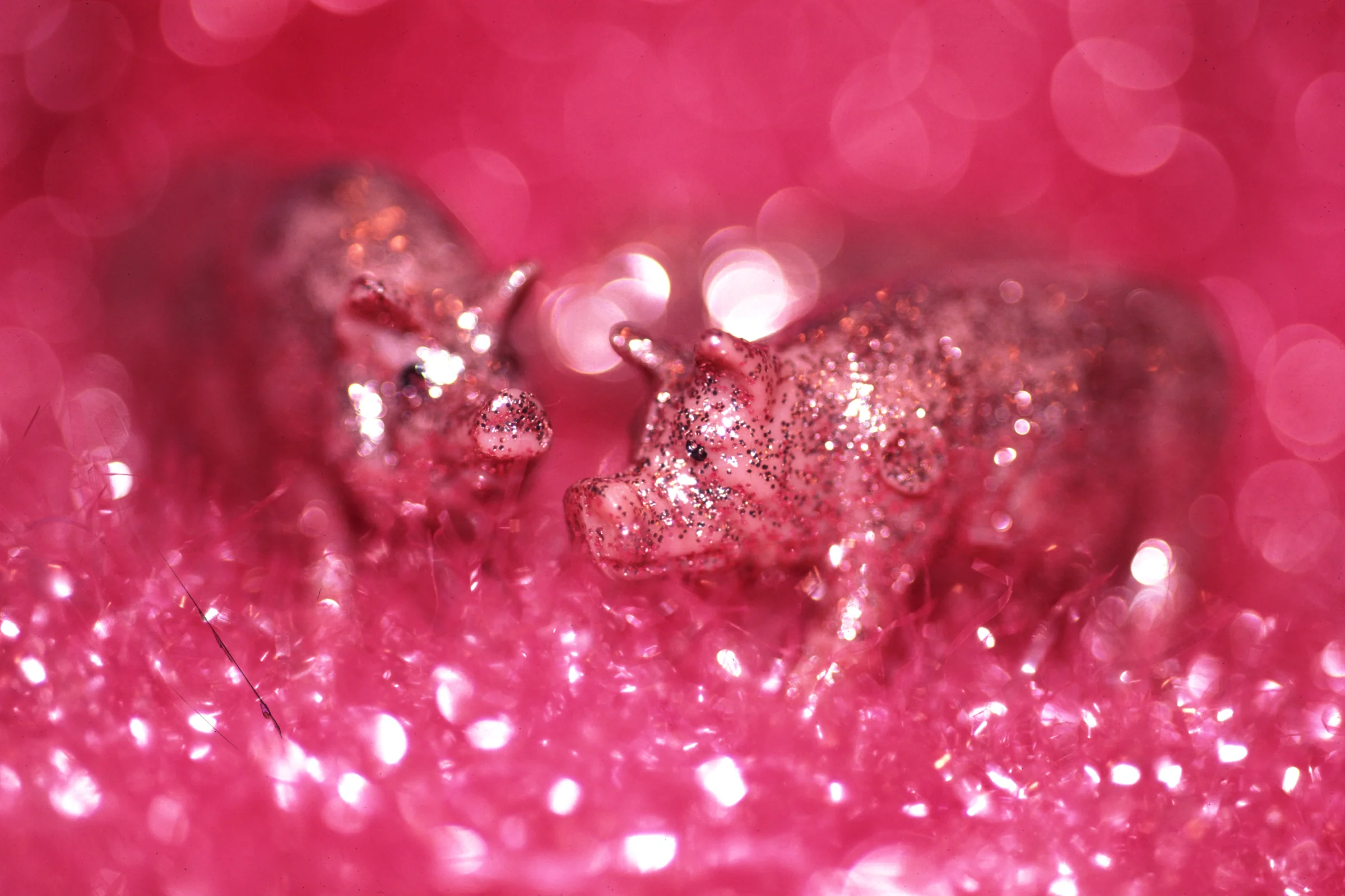 Sparkle-Pigs-.jpg