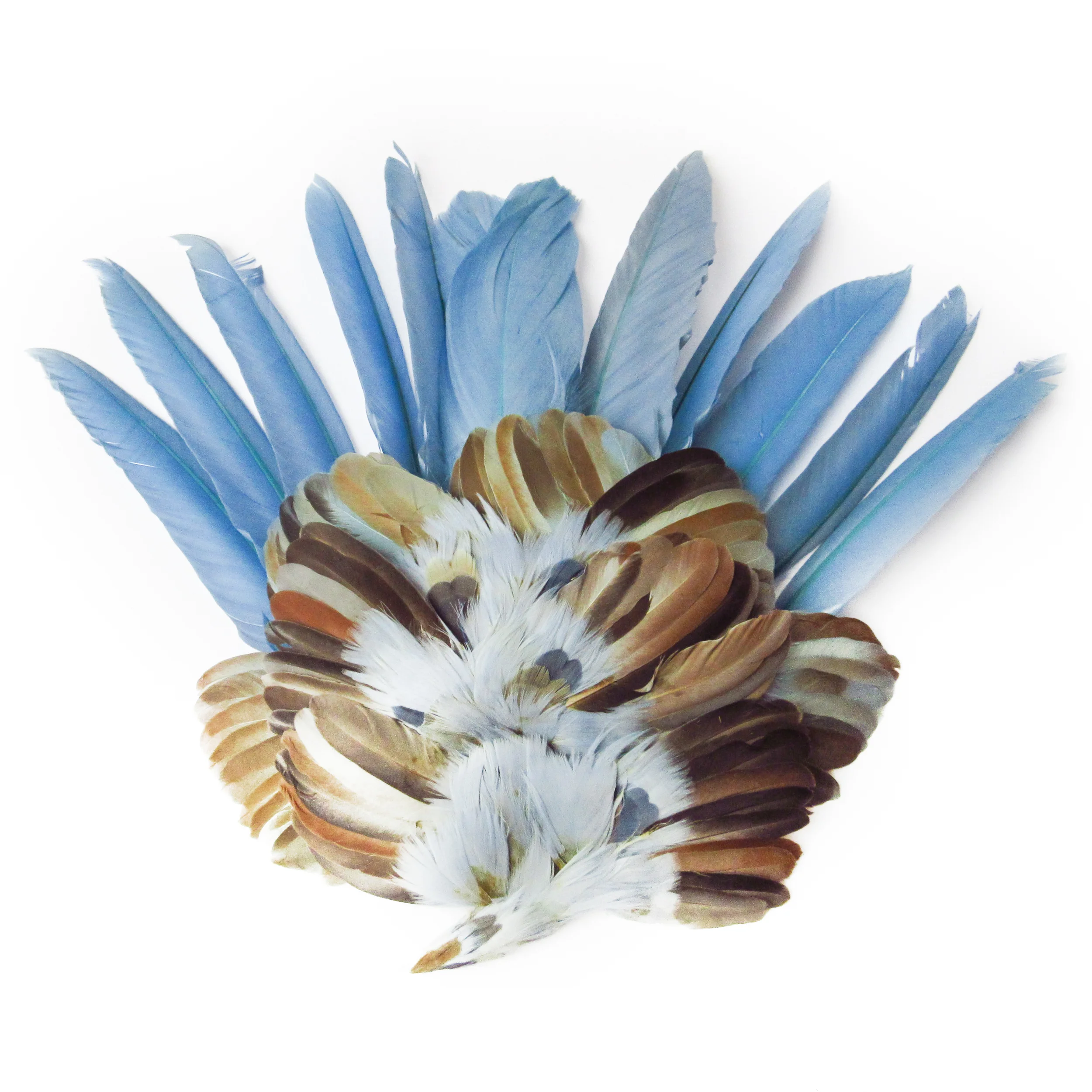 Plumes bleu claire