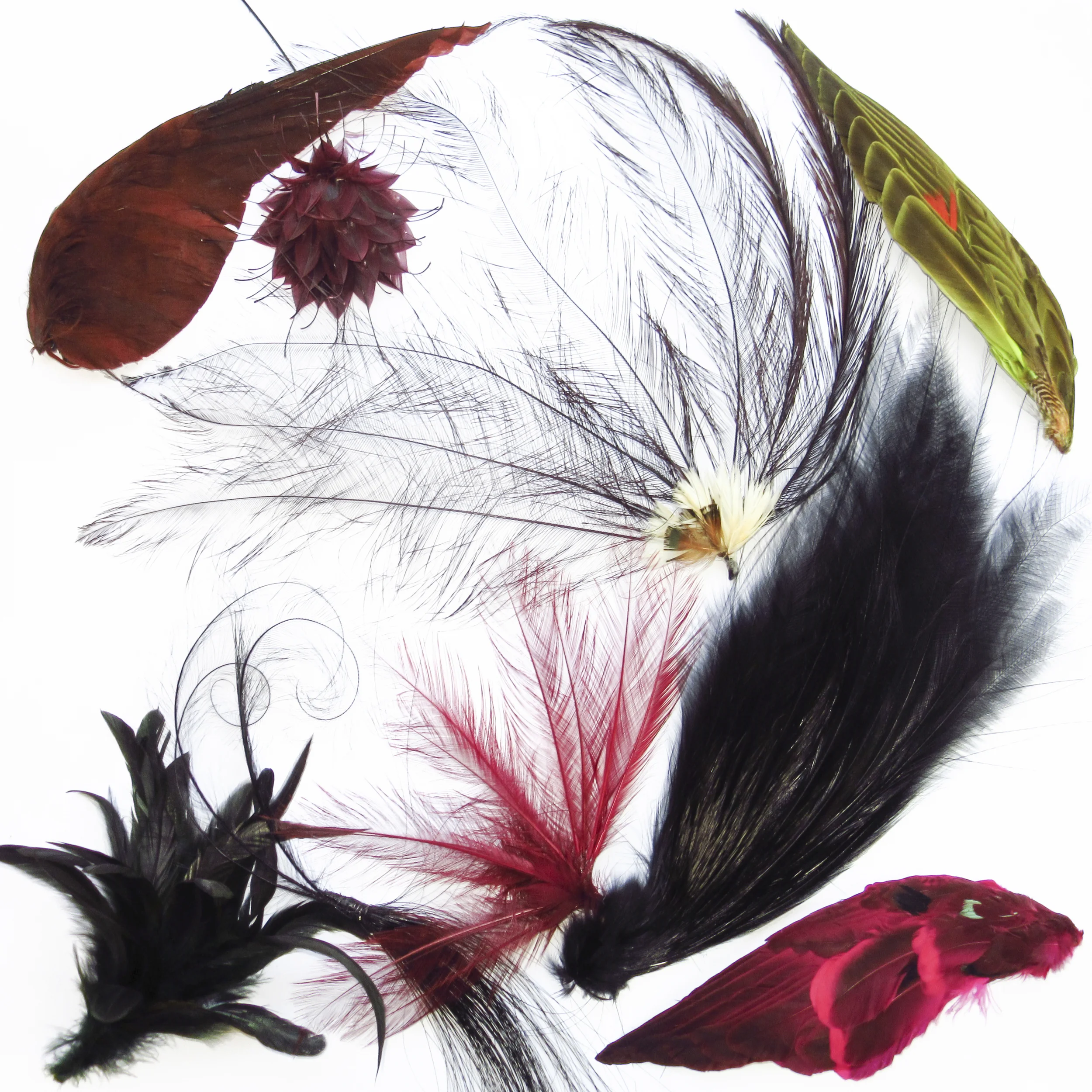 Plumes d'aigrette