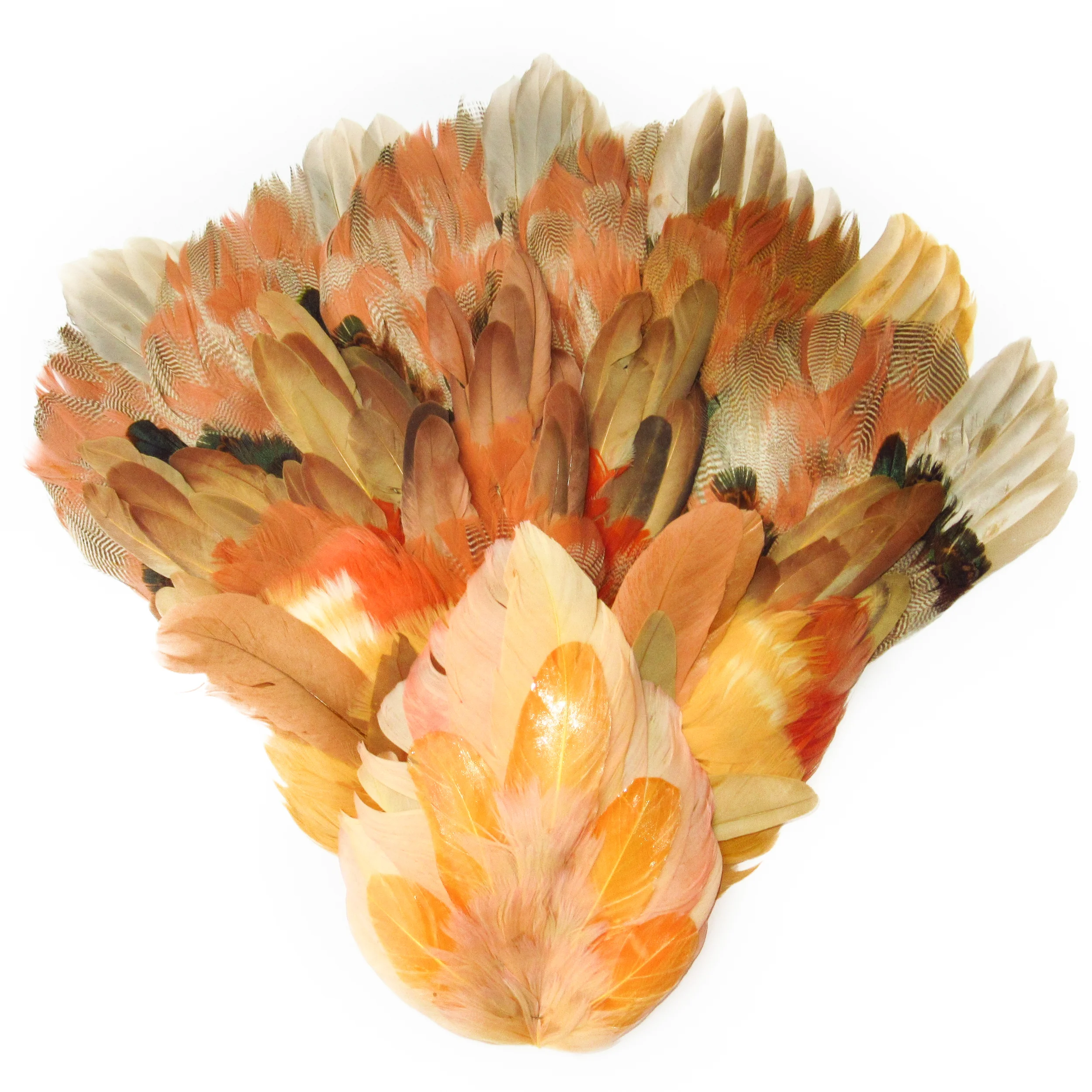Orange beige feathers
