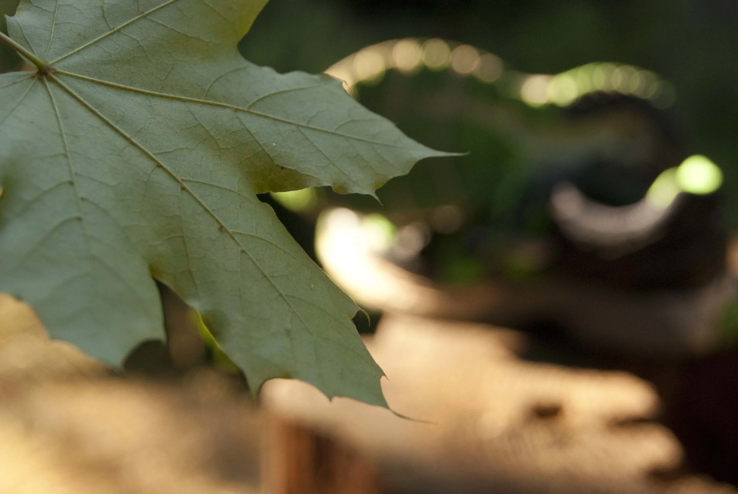 _DSC6698.jpg