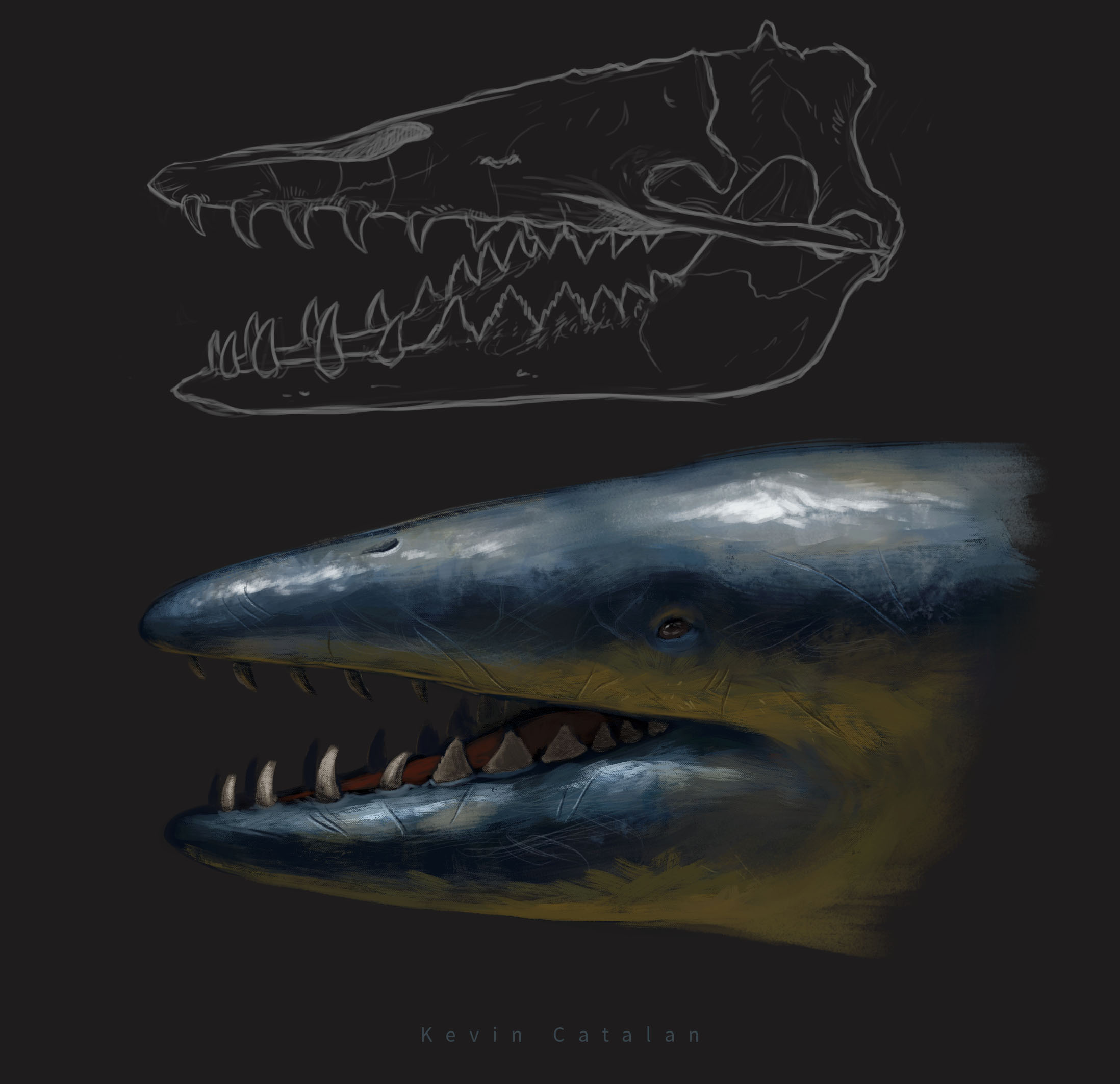 Cynthiacetus-Recovered copy.jpg
