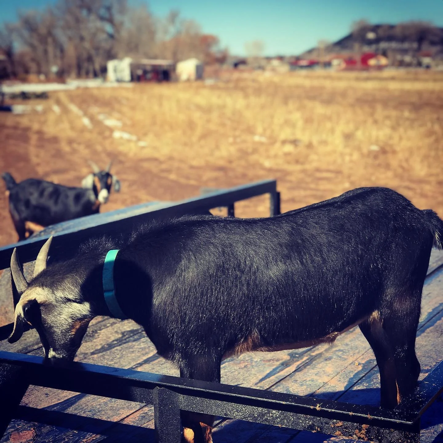 GOAT: Goatest Of All Trailers (soon to be a replicable hemp-insulated sleeper cabin foundation #localstewards #globalvillage #youbelong #goat