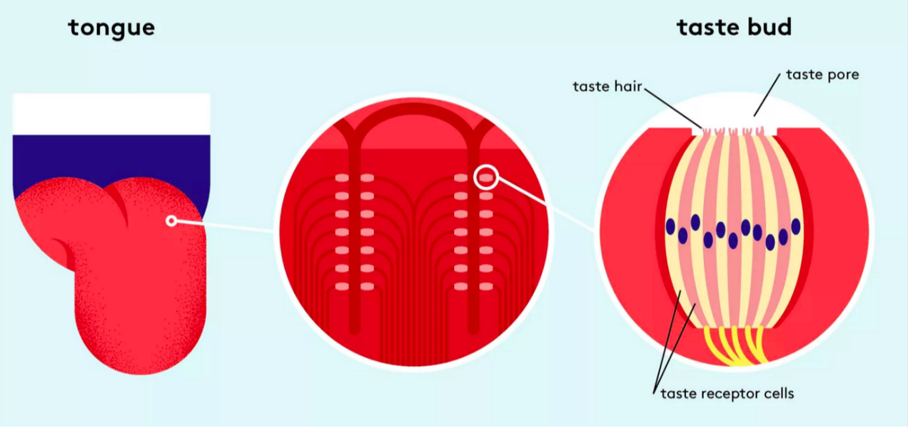 Inside MOFAD Lab’s Opening Exhibit: From Bite to Brain, How Taste Works
