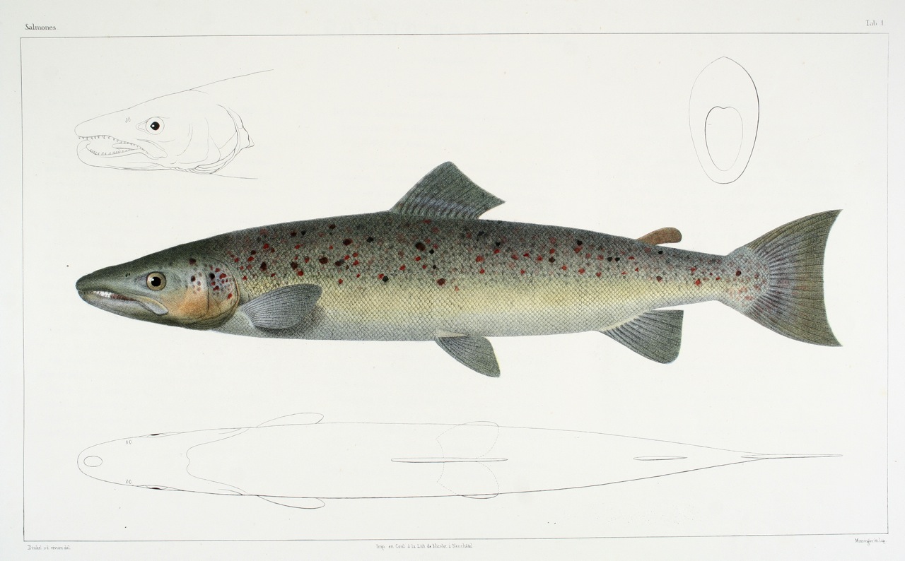 poissons.jpg