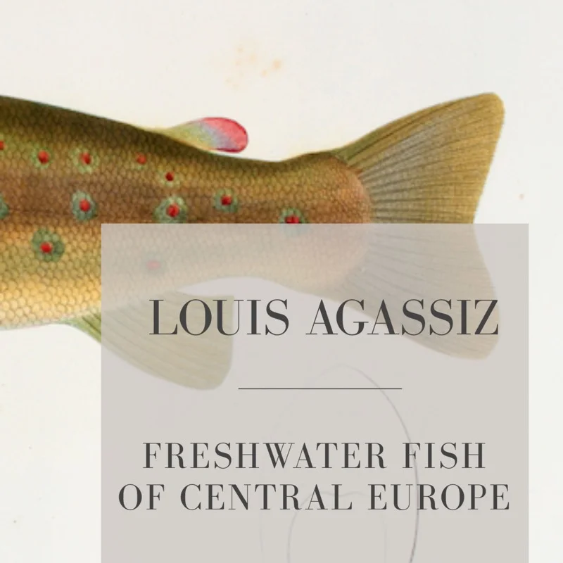 Louis Agassiz: Freshwater Fish of Central Europe