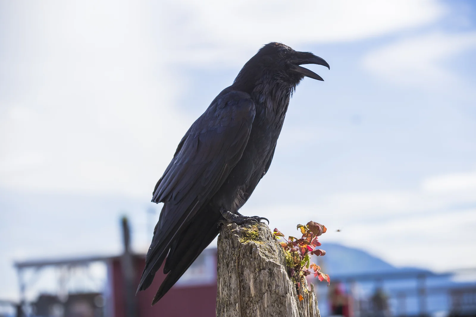 2015 JUL RT 1-11.JPG