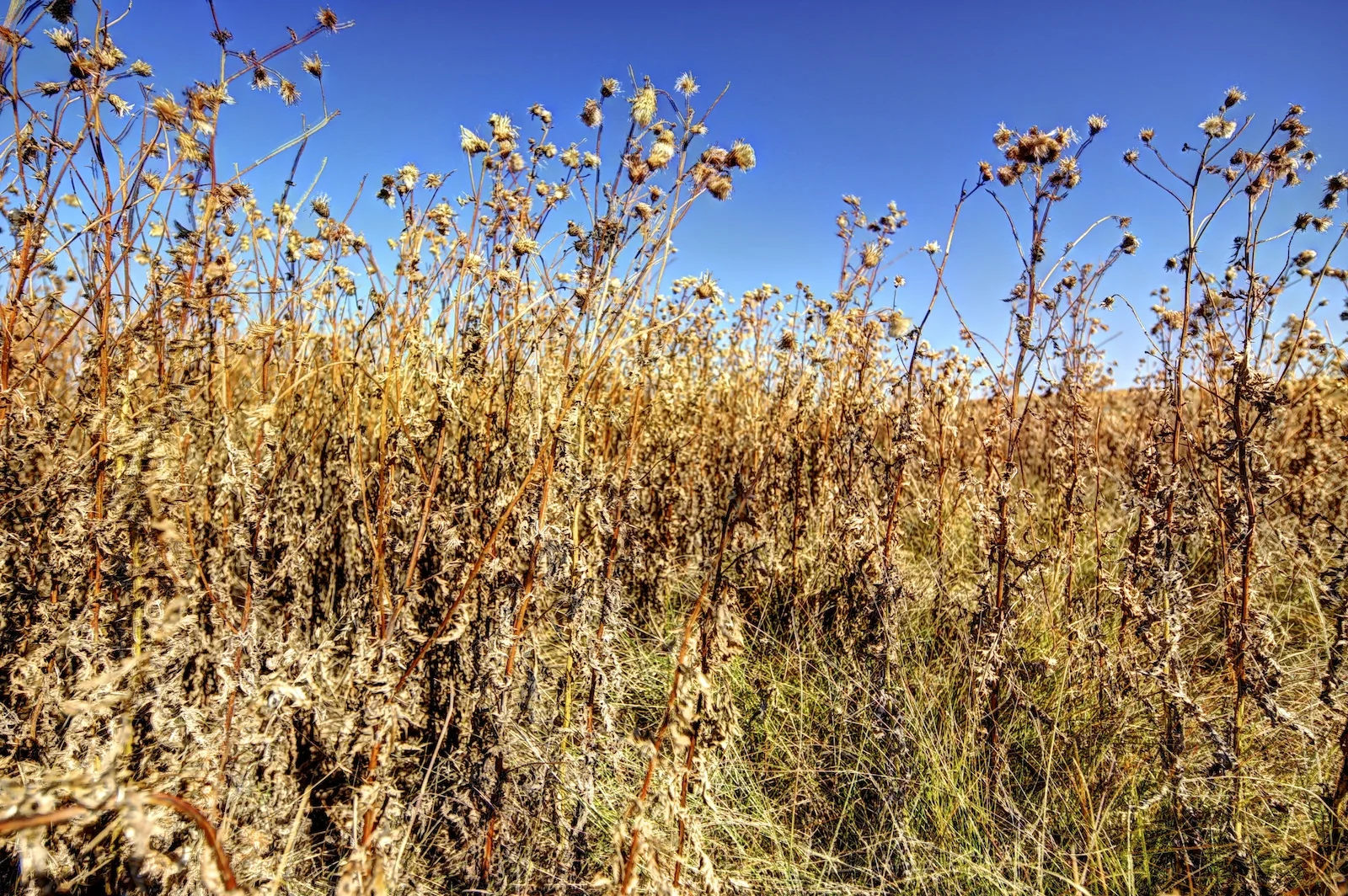 IMG_3837_38_39_40_41_42_43_fused.jpg