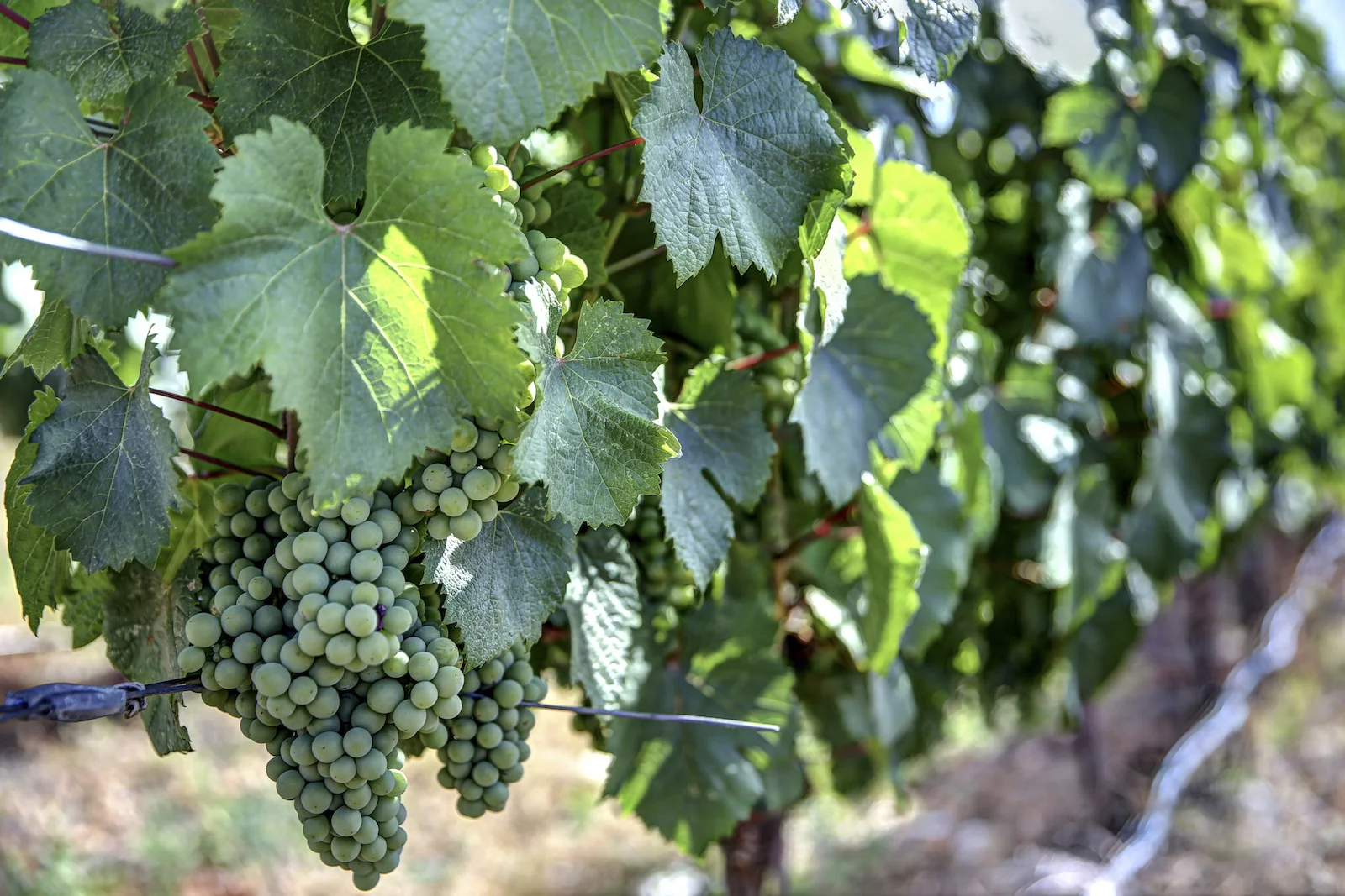 2015 JUL RT 2-29.JPG