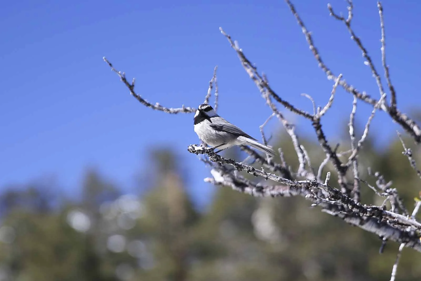 2016 PS LANDSCAPES-15.JPG