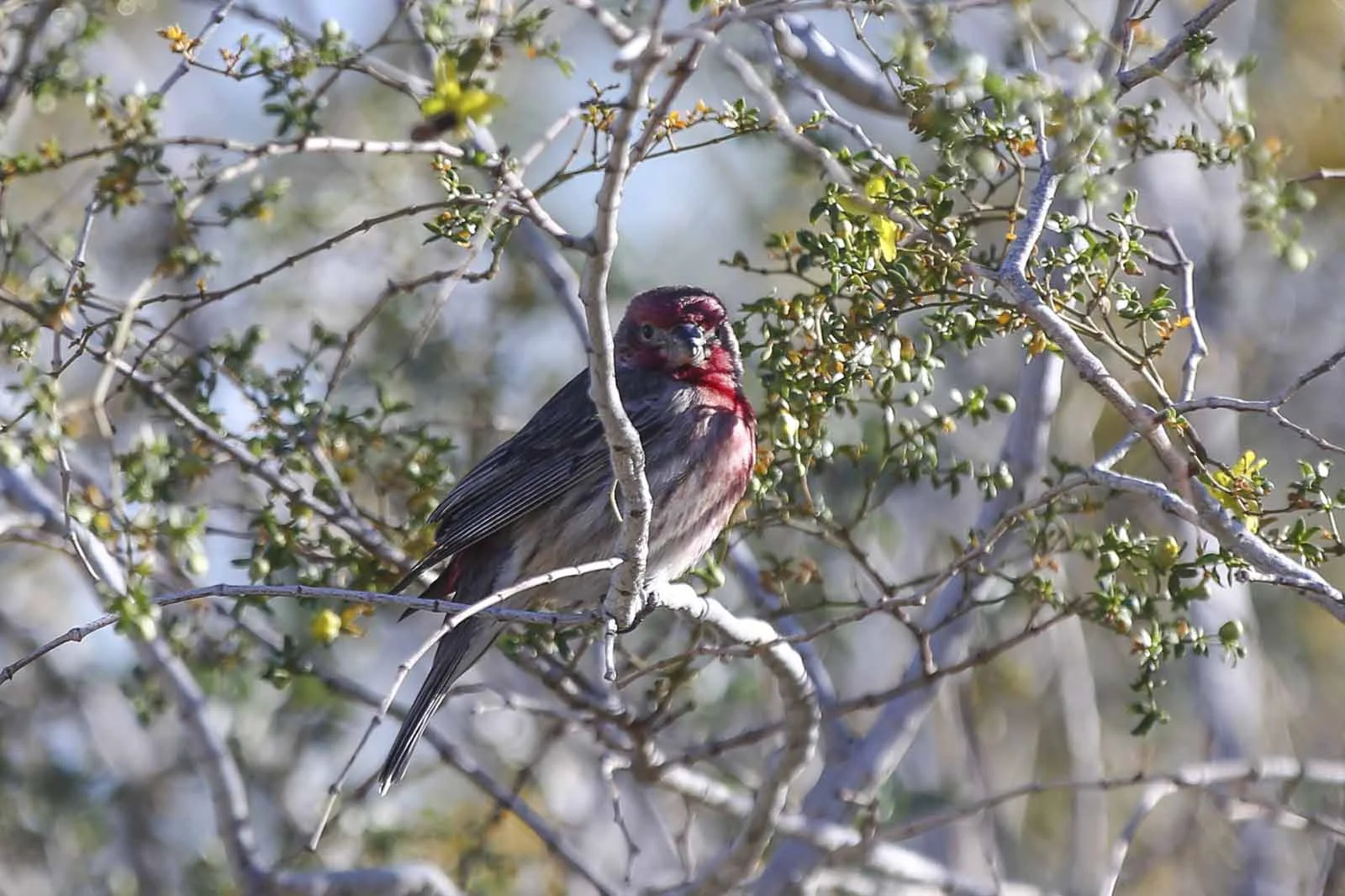 2016 PS LANDSCAPES-39.JPG