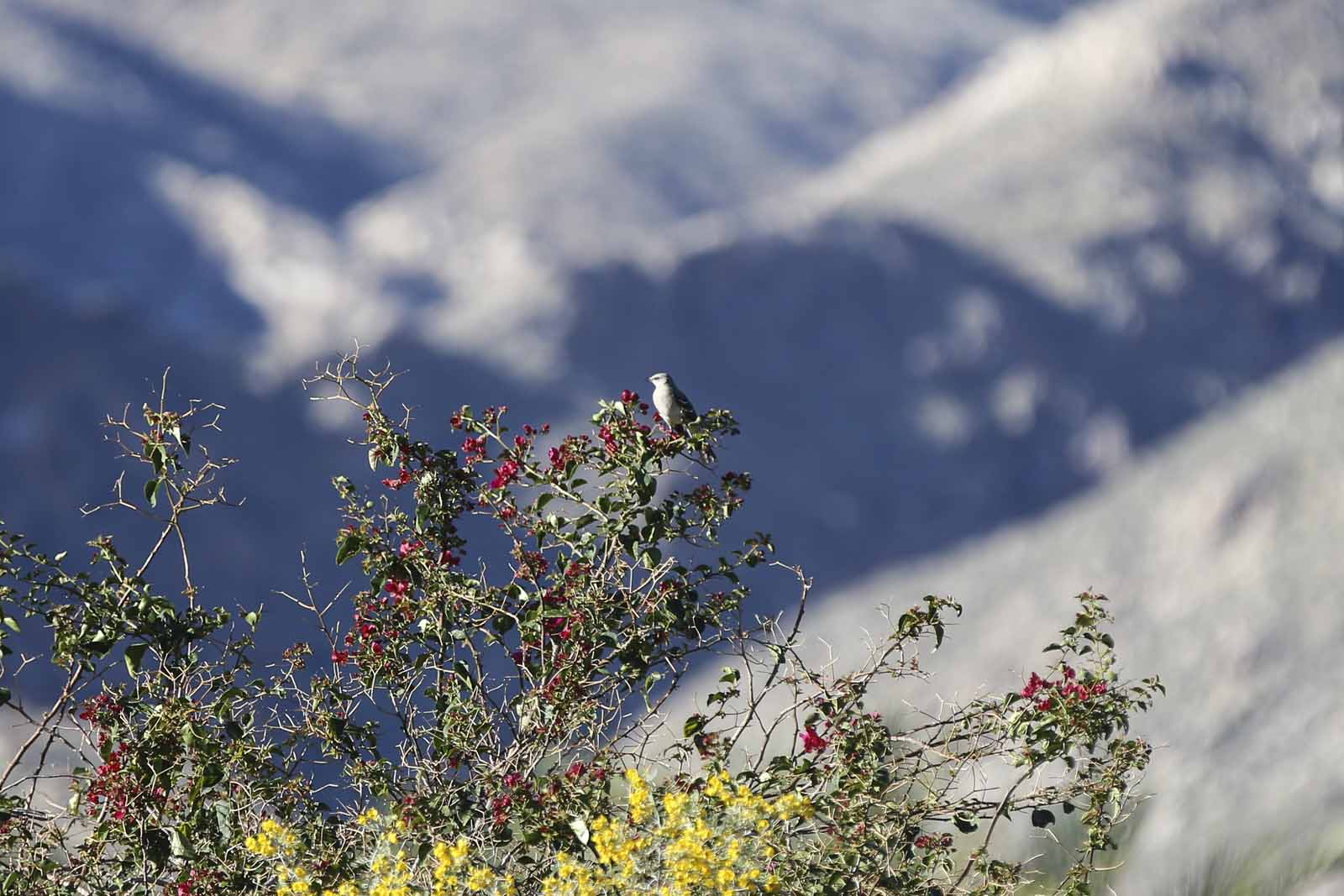 2016 PS LANDSCAPES-42.JPG