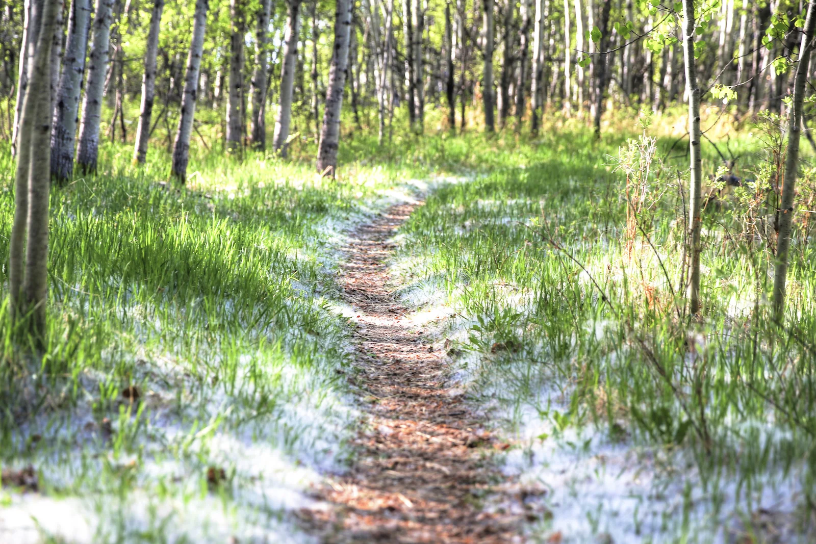 2016 Weaslehead-1.JPG