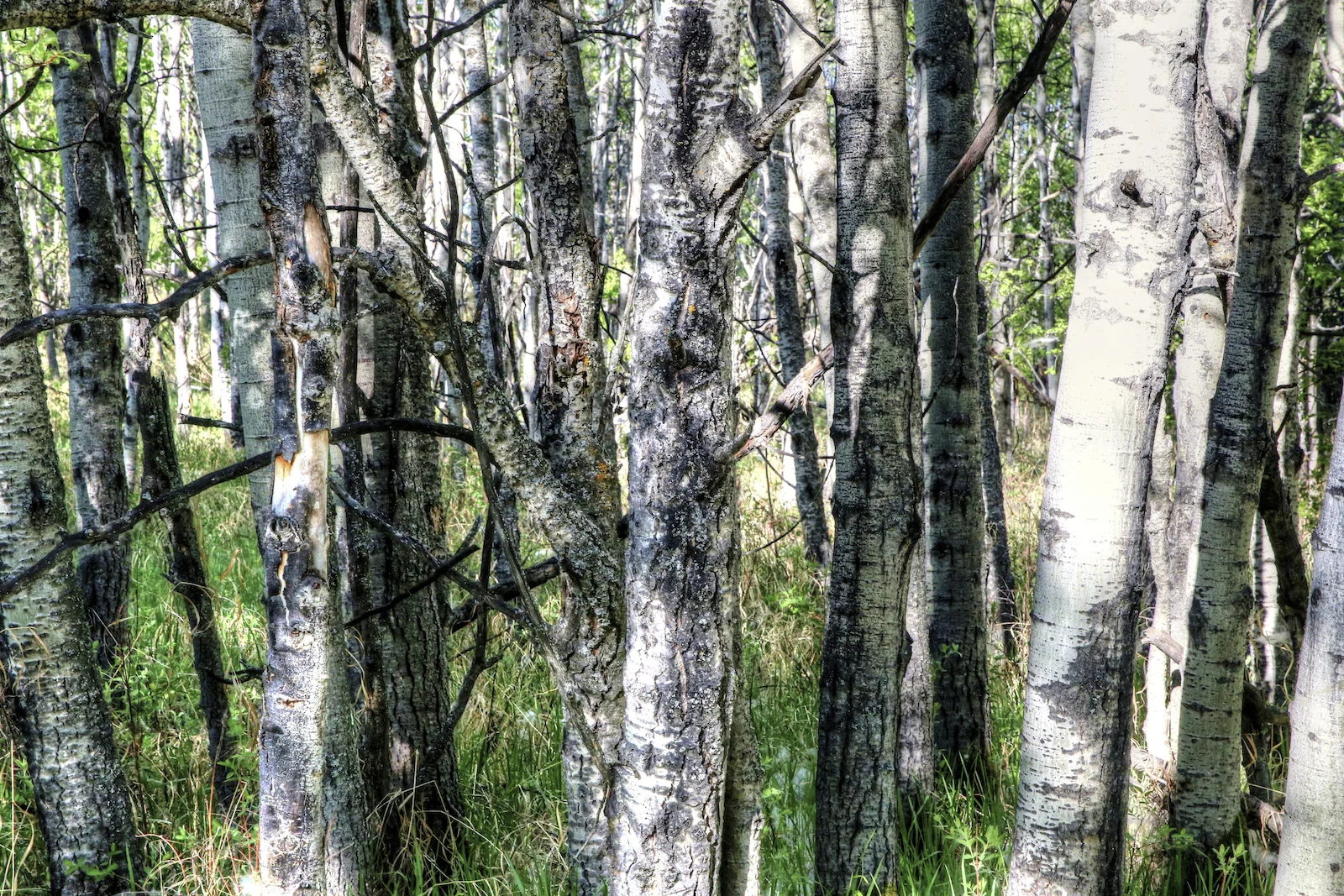 2016 Weaslehead-2.JPG