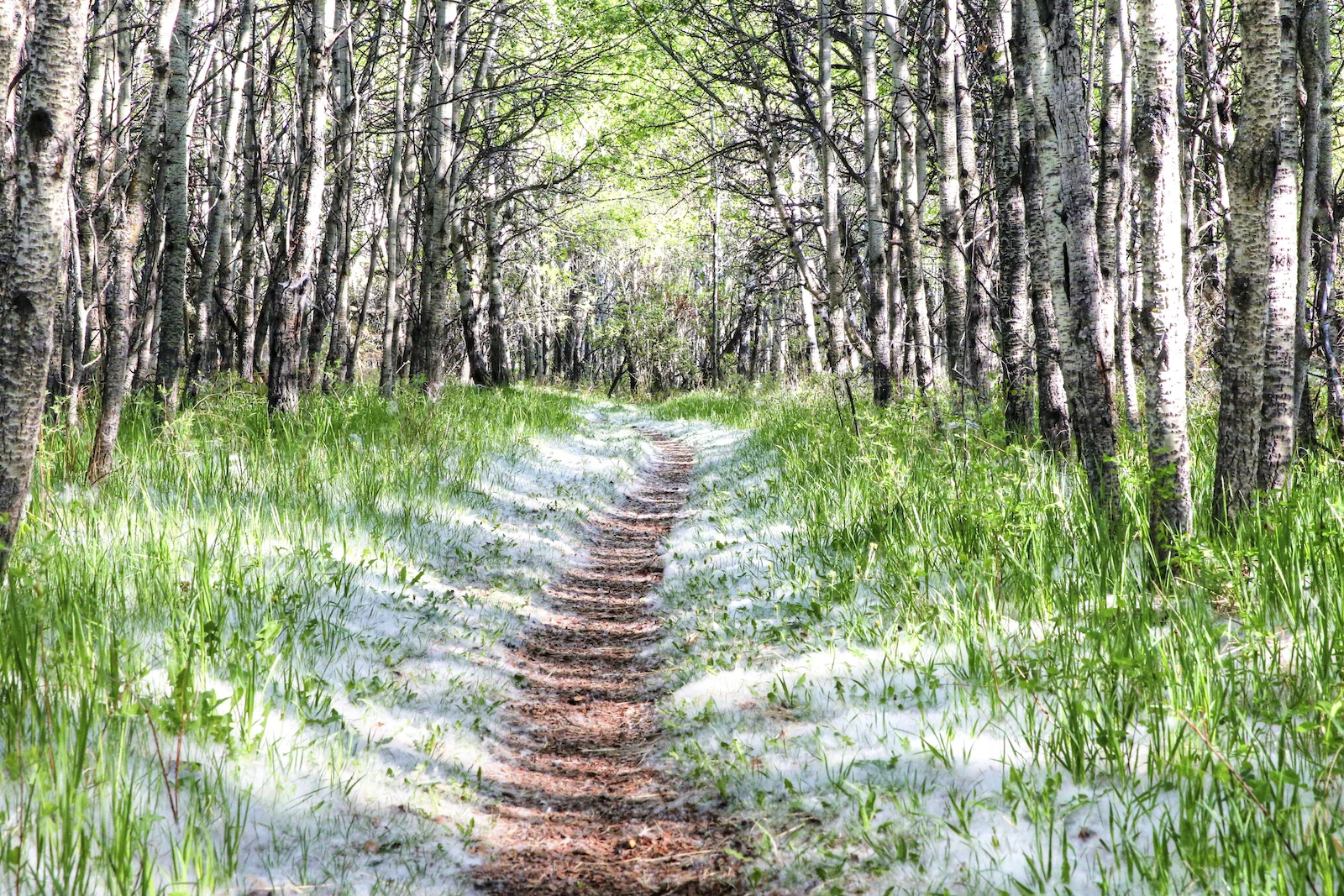 2016 Weaslehead-3.JPG