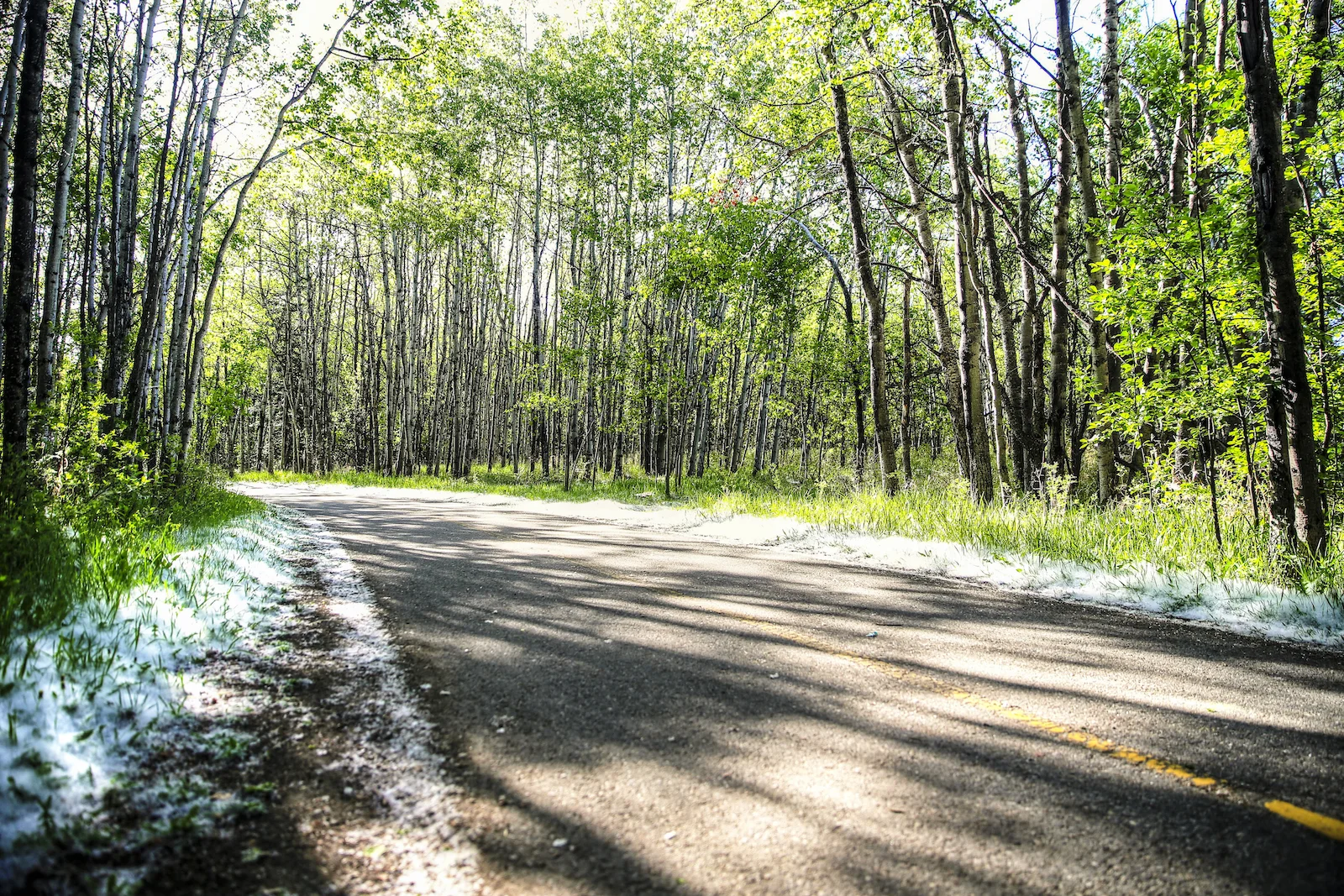 2016 Weaslehead-6.JPG