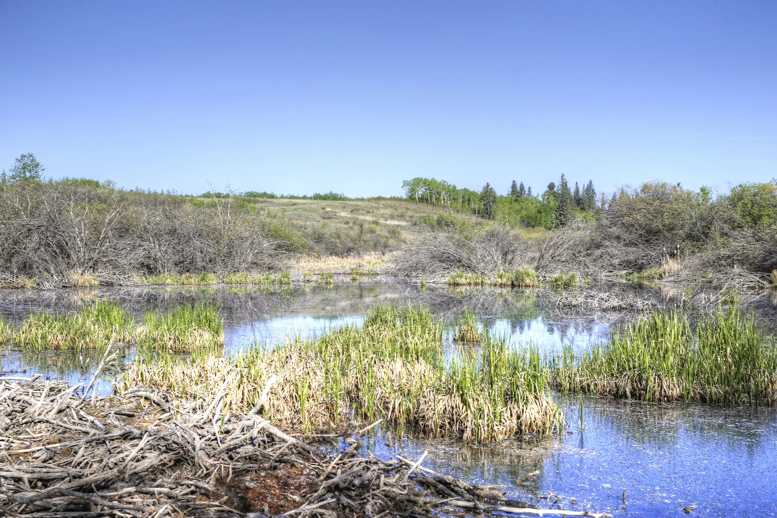 2016 Weaslehead-8.JPG