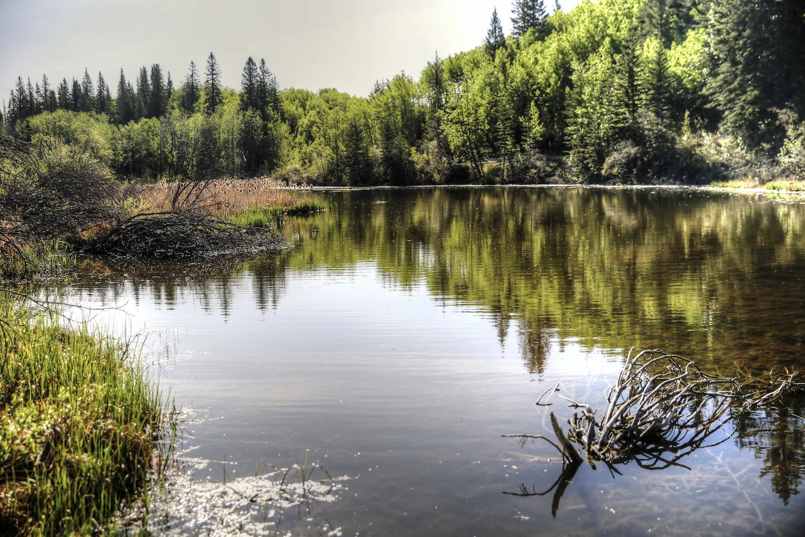 2016 Weaslehead-9.JPG