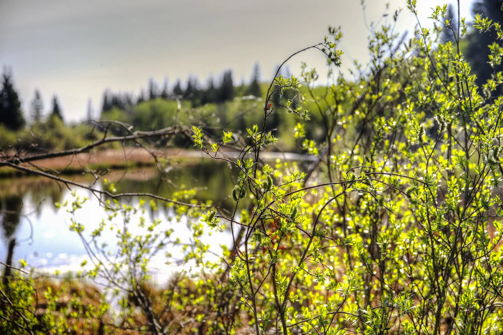 2016 Weaslehead-10.JPG