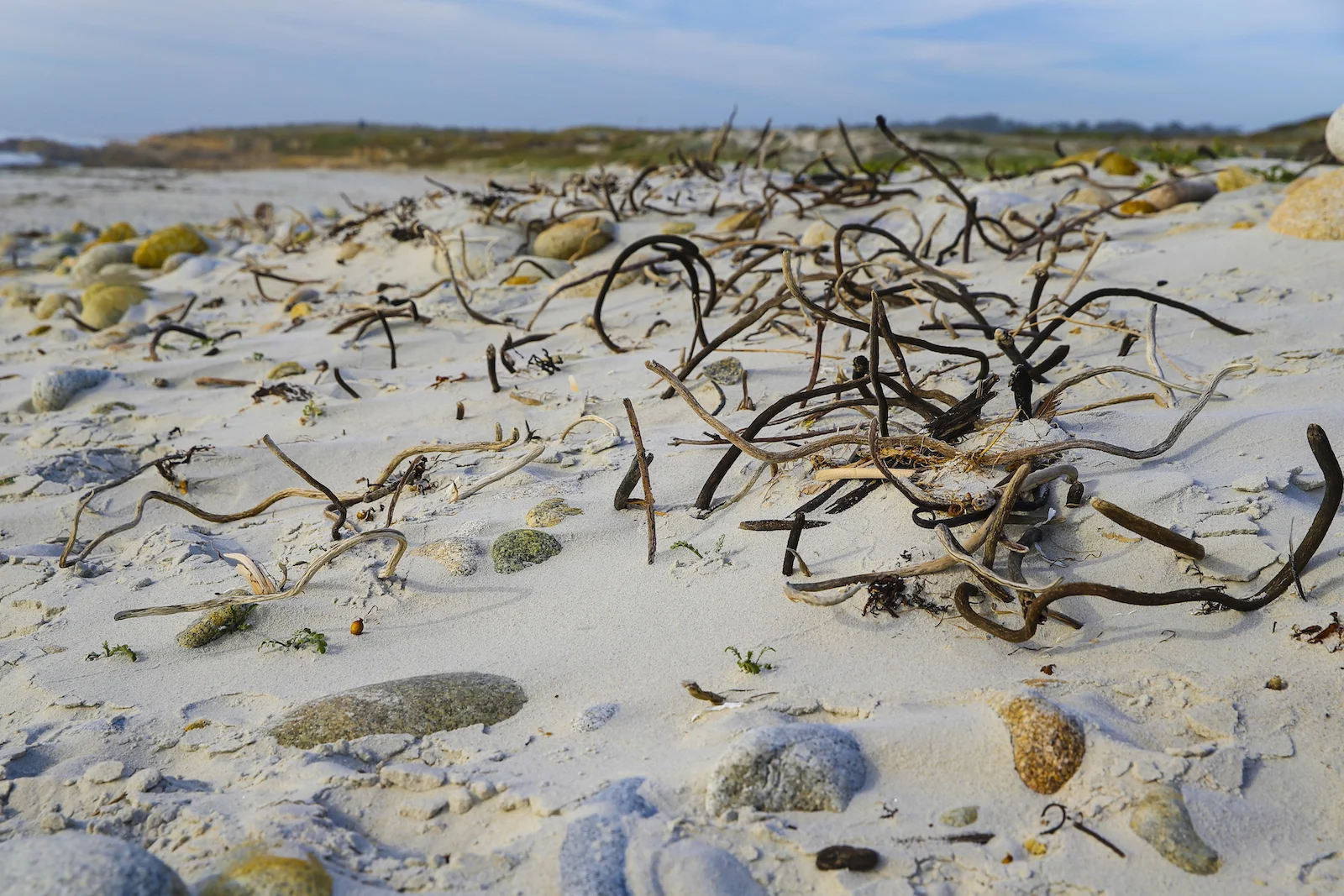 2016 Fathom Pebble Beach-25.JPG