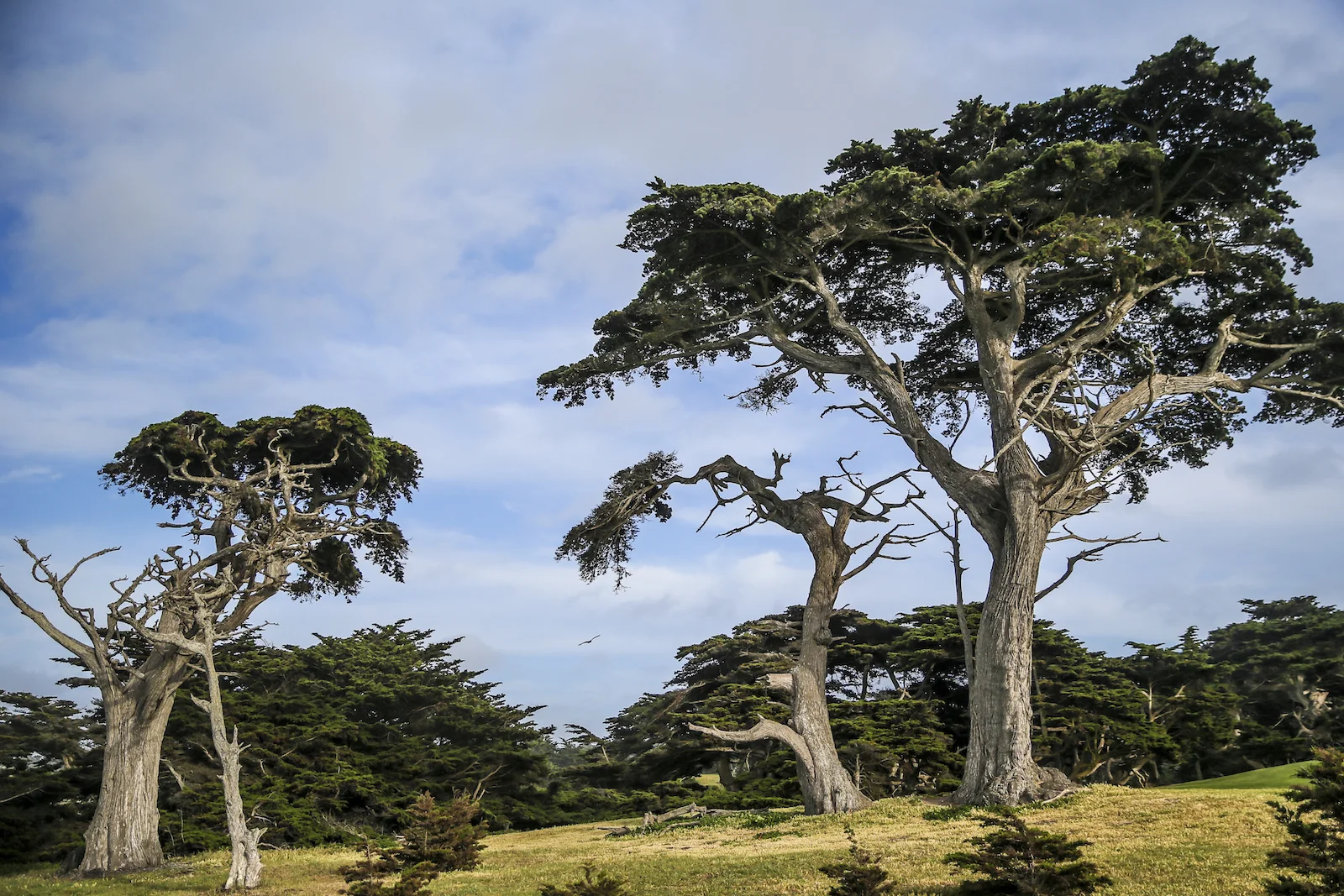 2016 Fathom Pebble Beach-35.JPG
