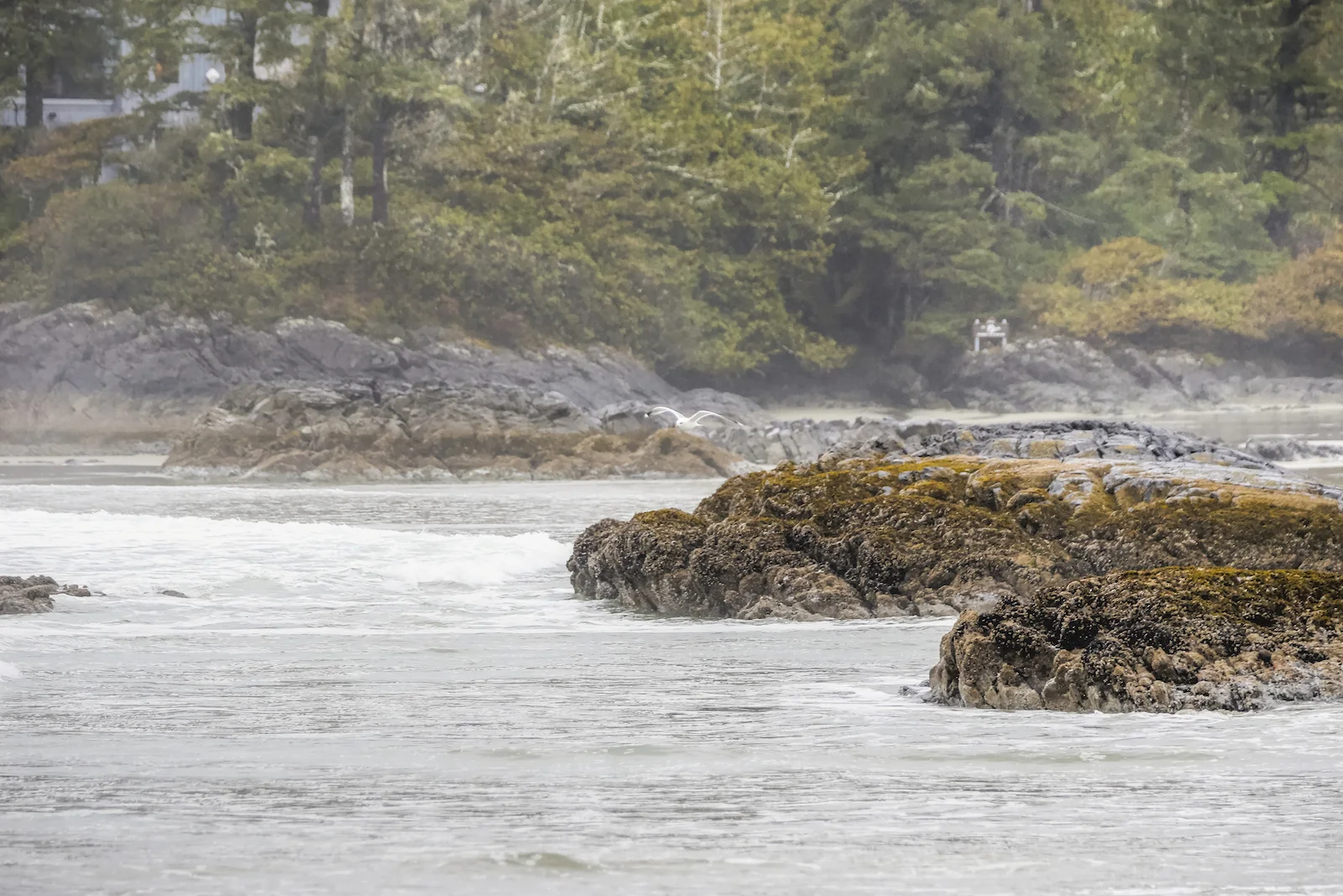 2017 TOFINO-58.JPG
