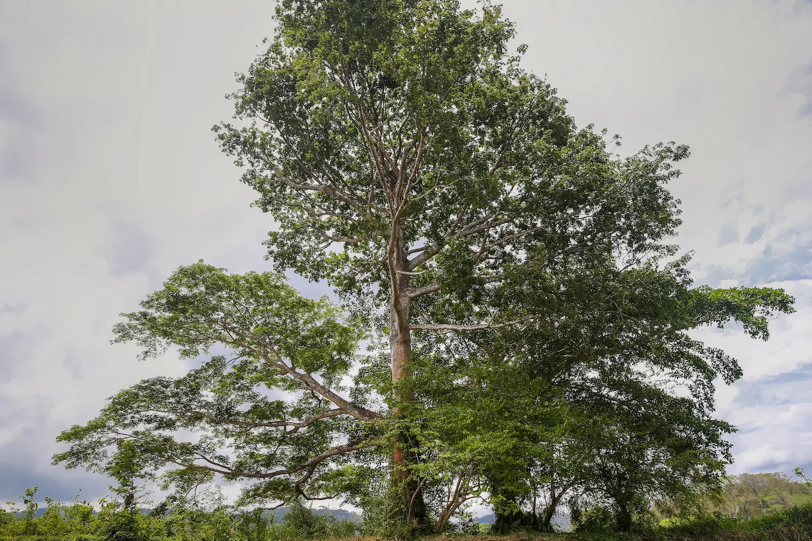 2017 PC 01 -214.JPG