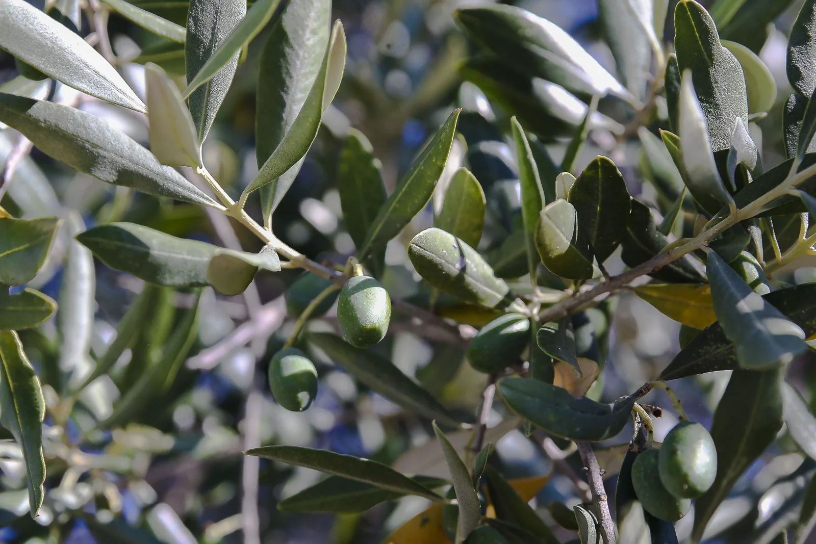 2017 Europe Athens-2.JPG