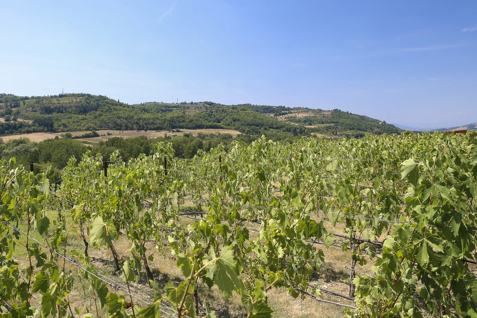 2017 Europe Antinori-19.JPG