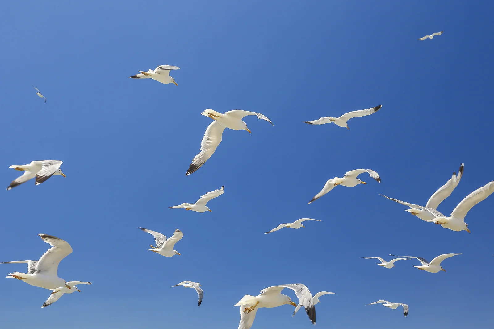 2017 Europe Mykonos-13.JPG