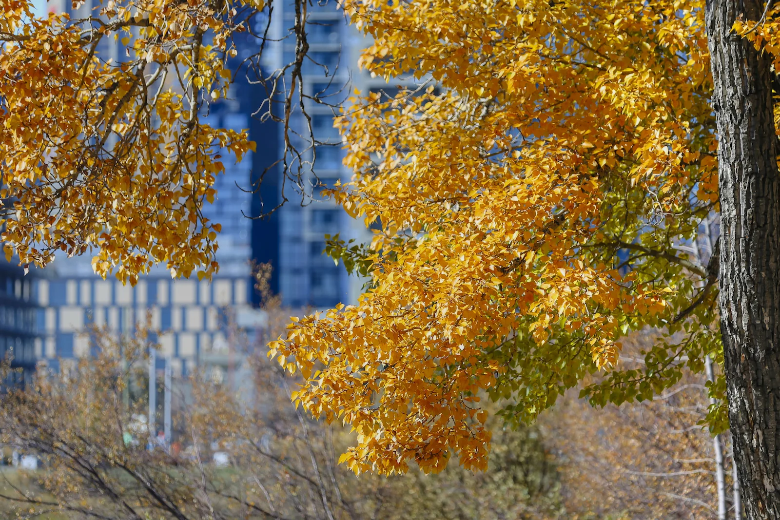 2017 CALGARY-21.JPG