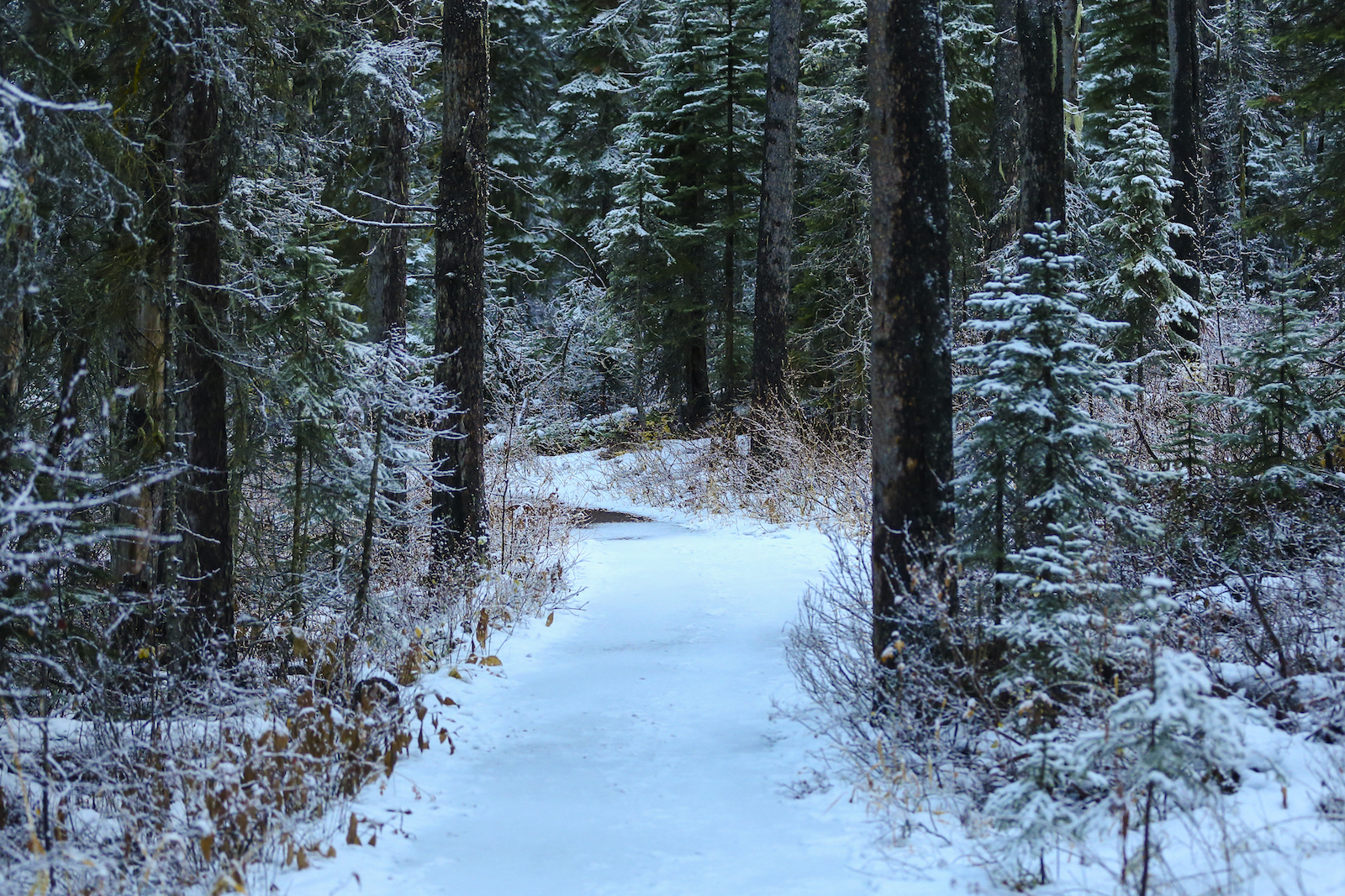 2017 EMERALD LAKE-20.JPG
