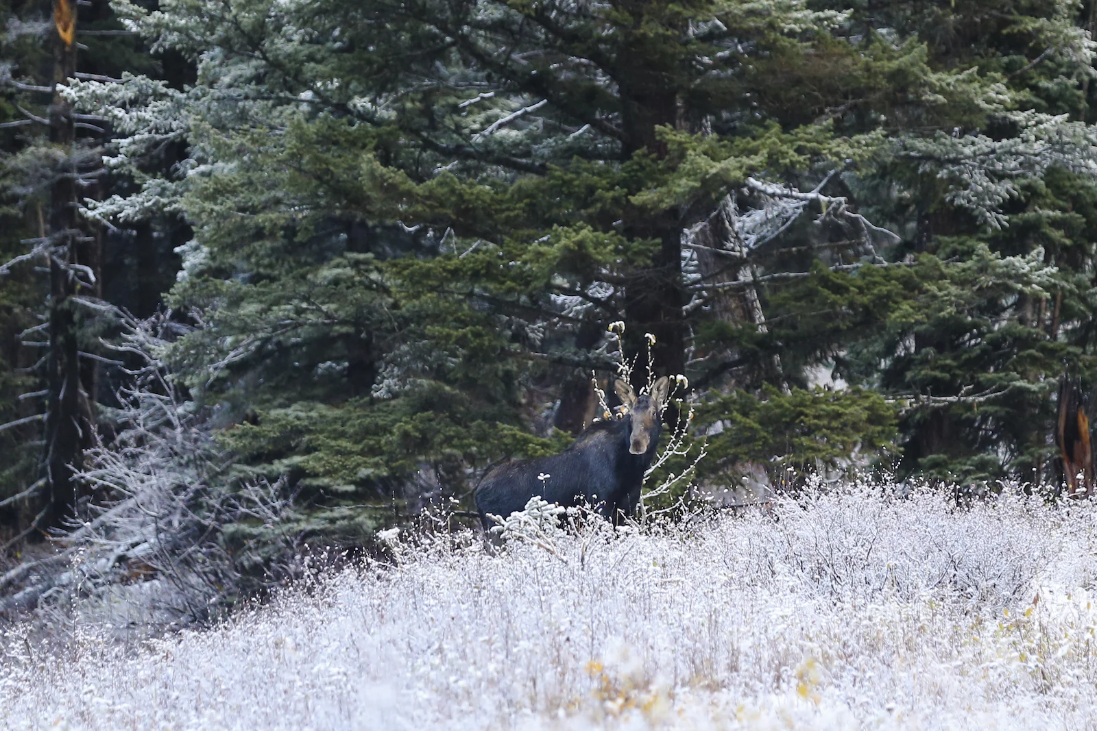 2017 EMERALD LAKE-23.JPG