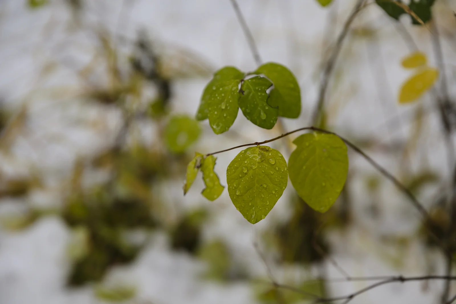 2017 EMERALD LAKE-36.JPG