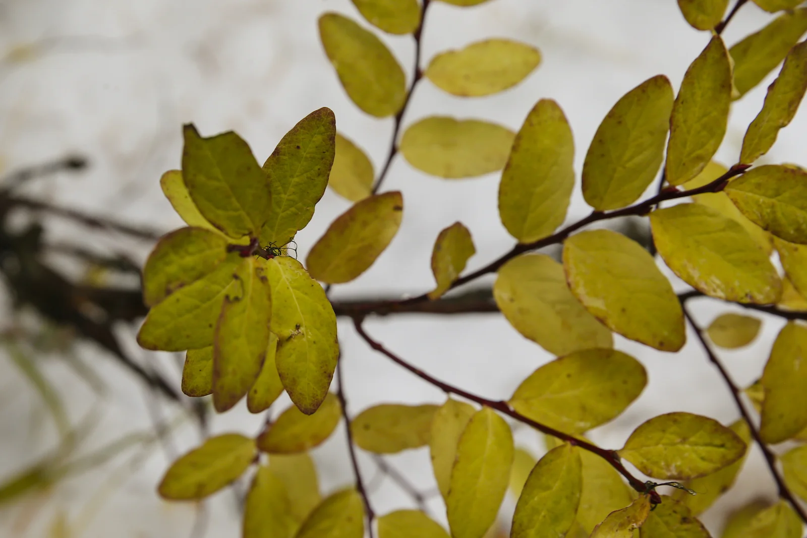 2017 EMERALD LAKE-40.JPG