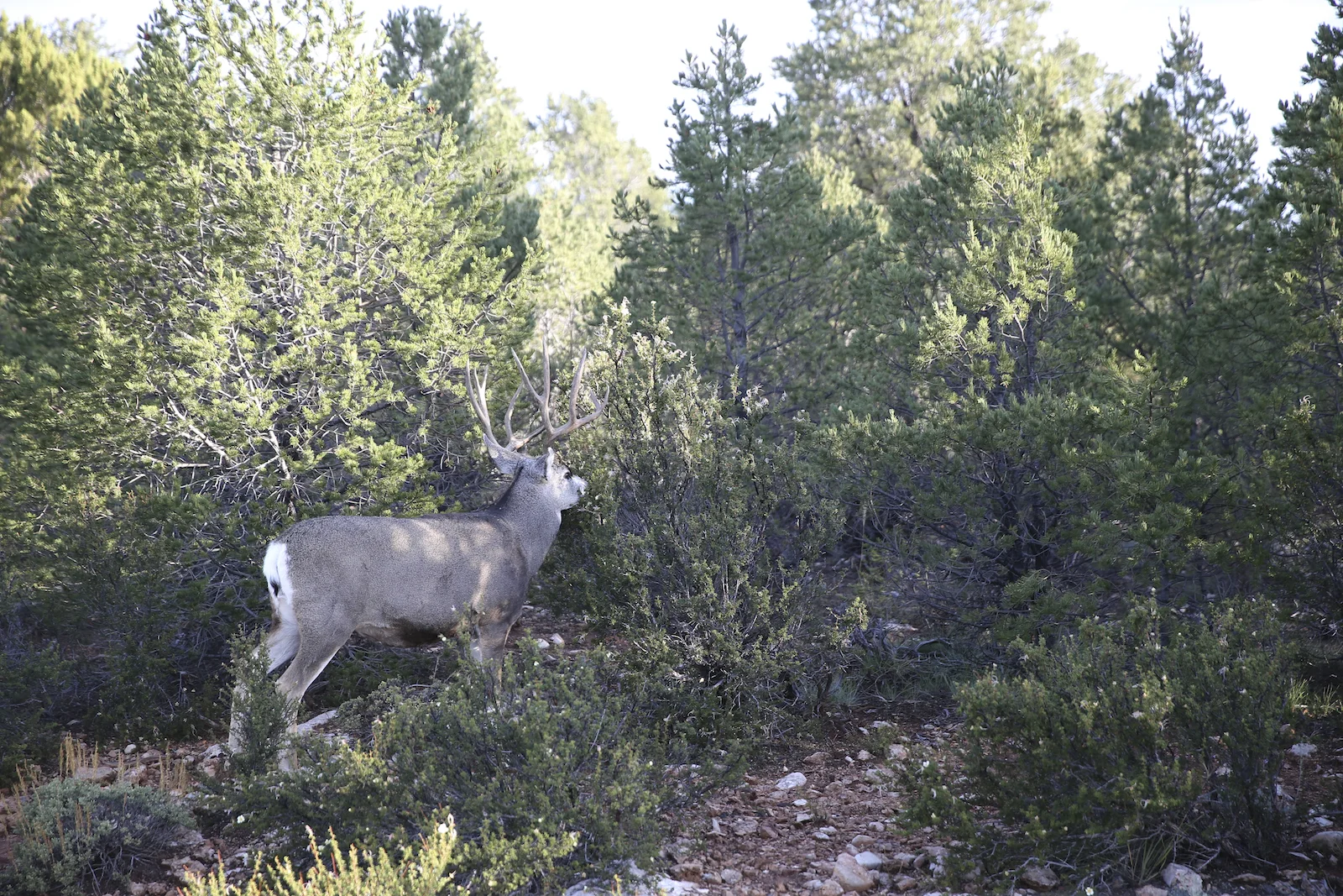 2015 GRAND CANYON FAMILY-31.JPG