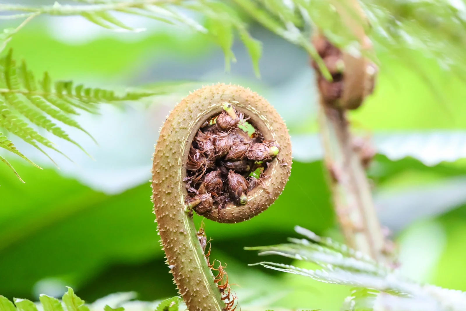 GALAPAGOS QUITO BUTTERFLIES-1.JPG