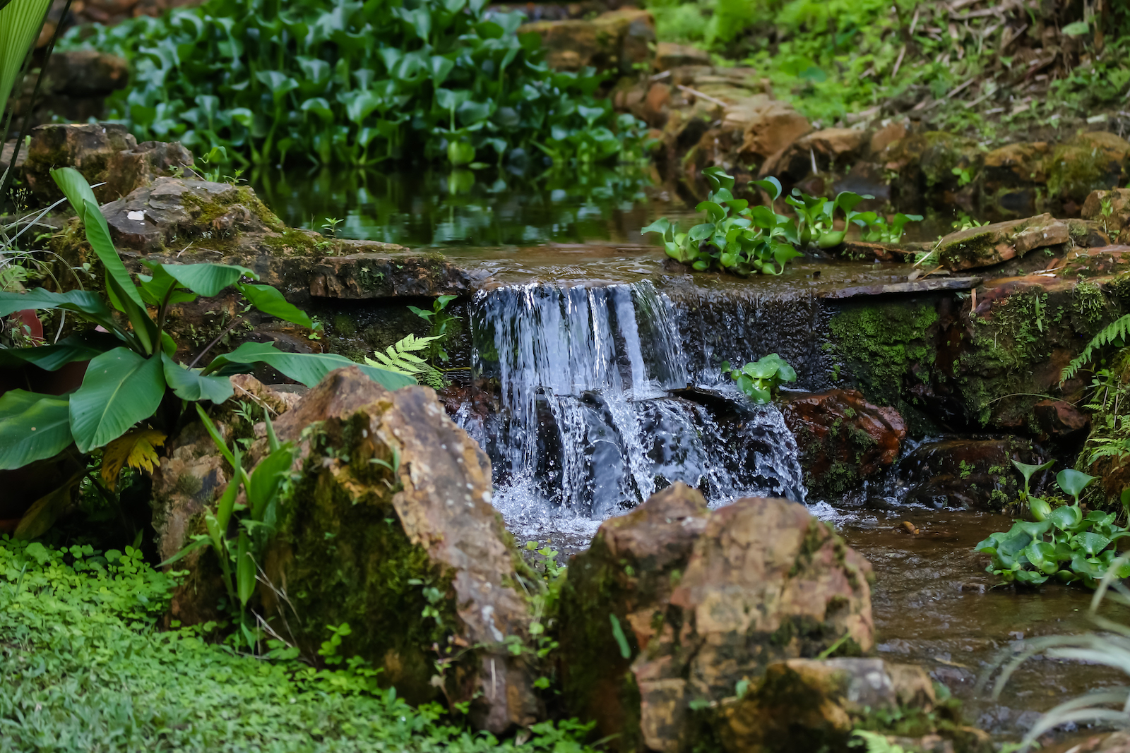 GALAPAGOS QUITO BUTTERFLIES-4.JPG
