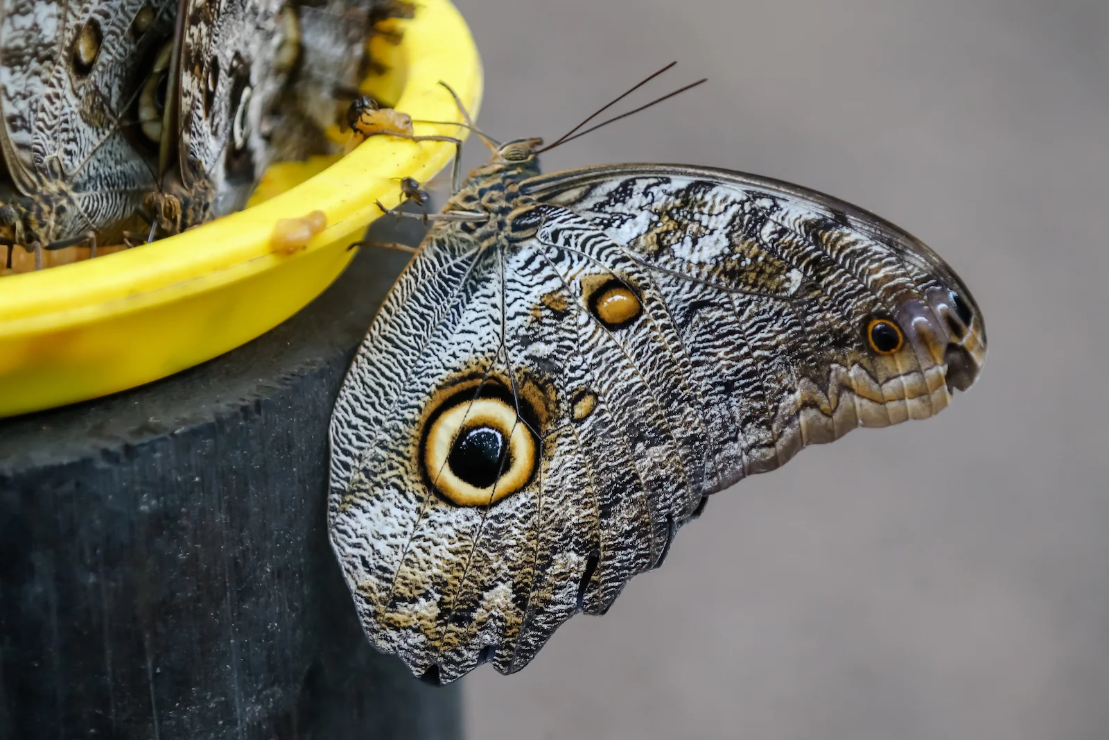 GALAPAGOS QUITO BUTTERFLIES-5.JPG