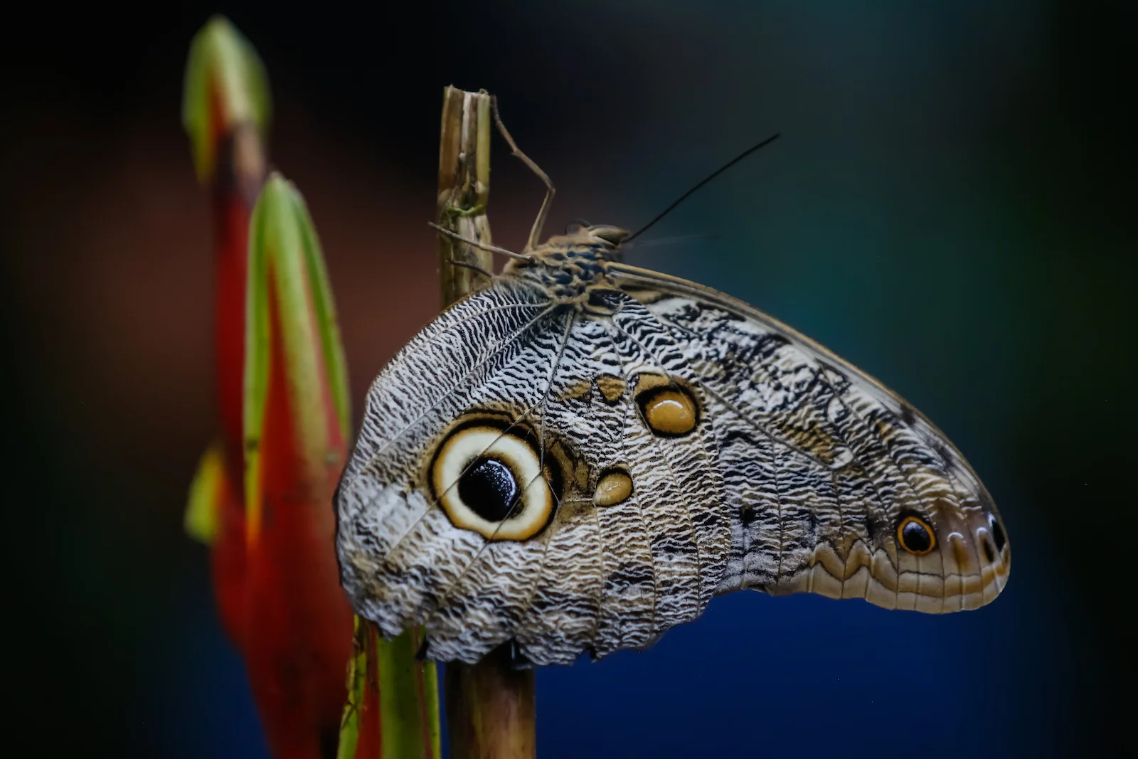 GALAPAGOS QUITO BUTTERFLIES-7.JPG